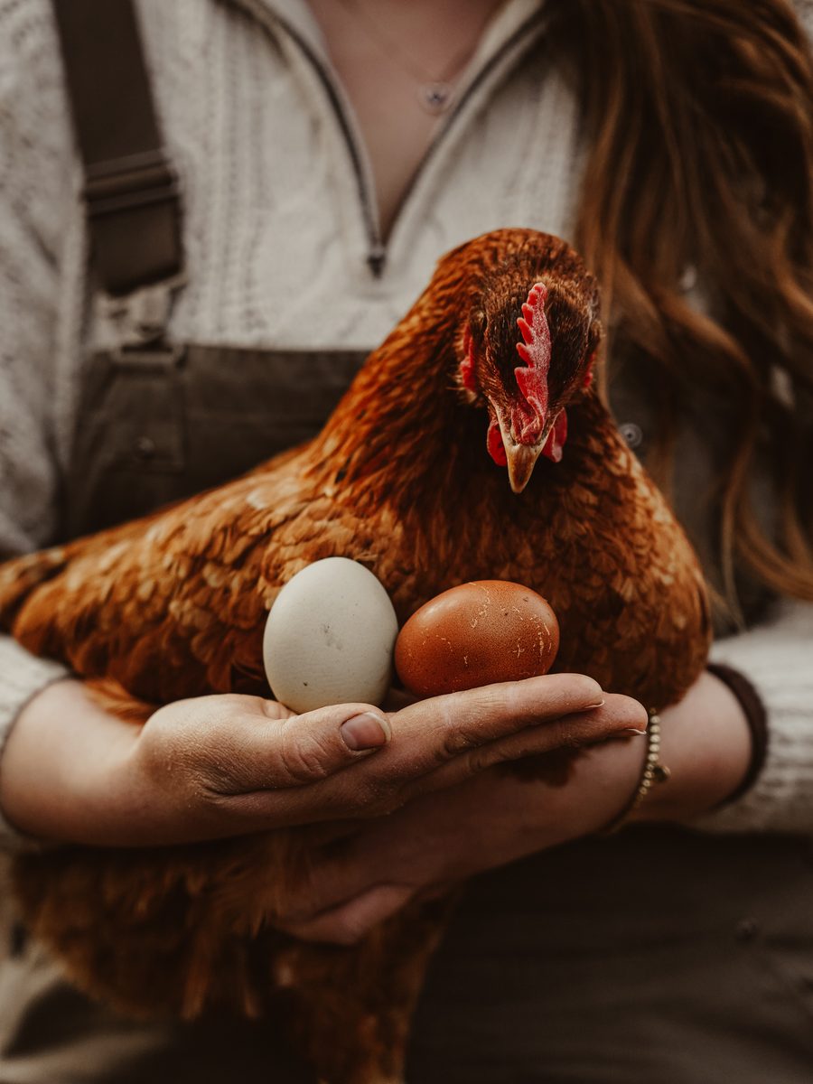 Huhn auf dem Arm, in der offenen Hand zwei frisch gelegte Eier