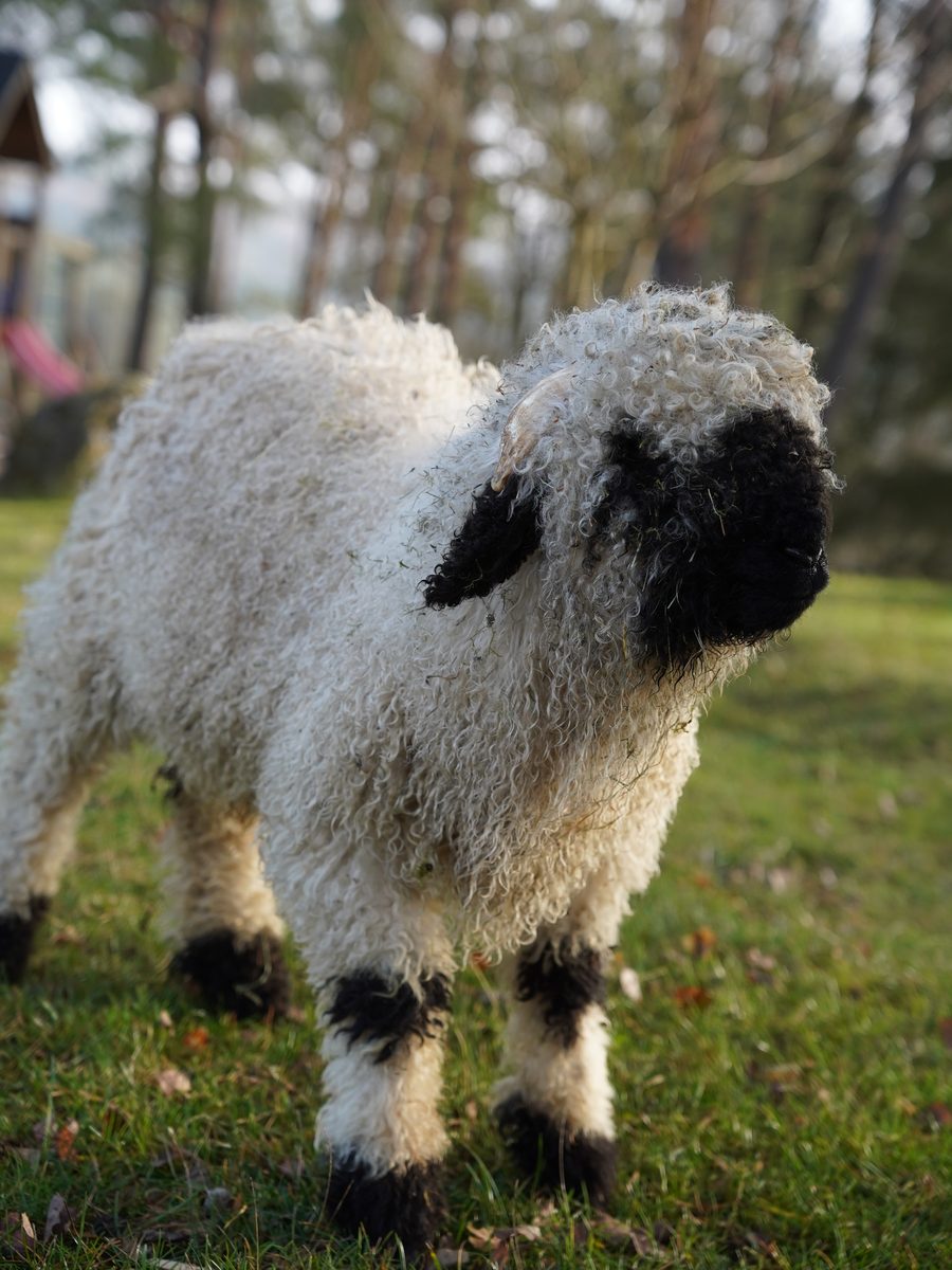 Walliser Schwarznasenschaf auf der Weide des Martinshofs